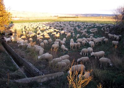 Trashumancia en Aragón- Foto: Martín Latas