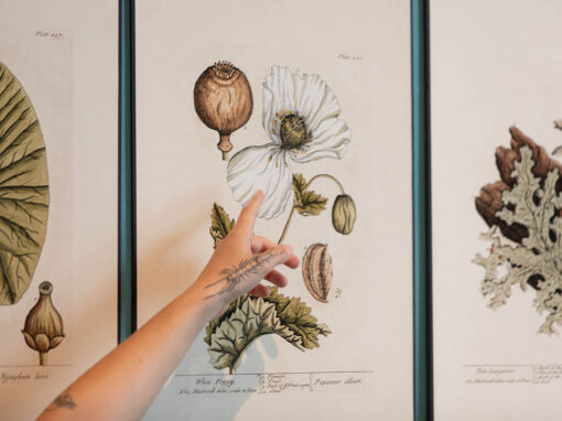 Exposición 'Ellas ilustran botánica', en el CDAN