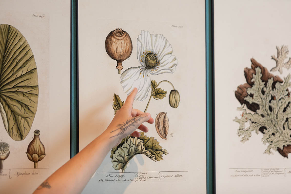 Exposición 'Ellas ilustran botánica', en el CDAN